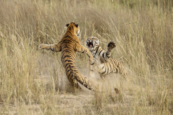Лучшие фото 2014 года по версии National Geographic