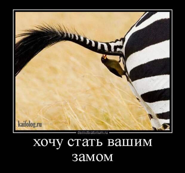 Демотиваторы - 244 (45 демок)