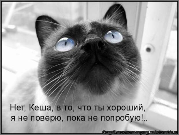 Свежая котоматрица (38 фото)