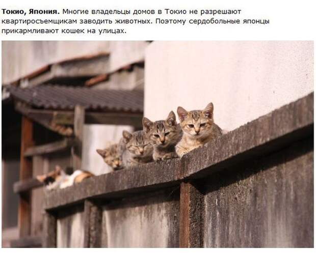 Города котиков (28 фото)