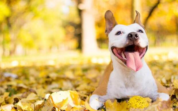 С собаками осенью требуется во время прогулки активно позаниматься. Чем дольше, активнее и разнообразнее — тем лучше и для здоровья собаки, и для здоровья хозяина. © paradepets  📷 