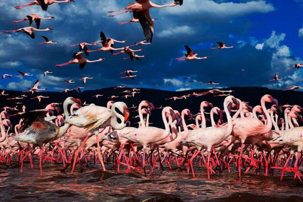 thousandsofflamingo 10 Тысячи розовых фламинго на озере Накуру