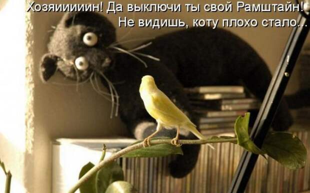 животные