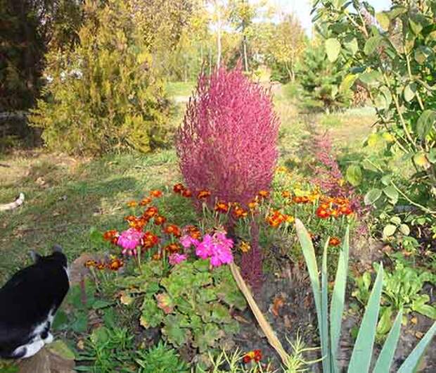 Кохия в цветниках.