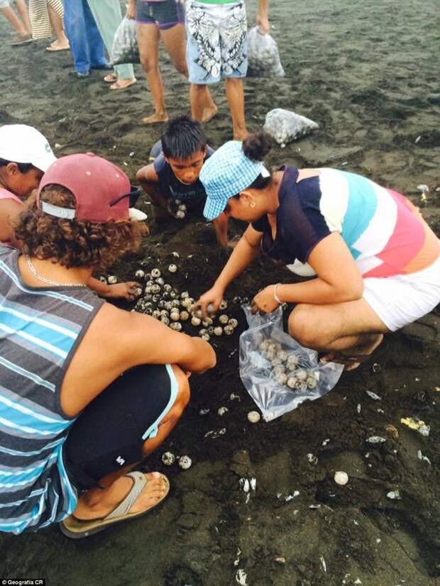 В Коста-Рике люди помешали черепахам отложить яйца животные, экология