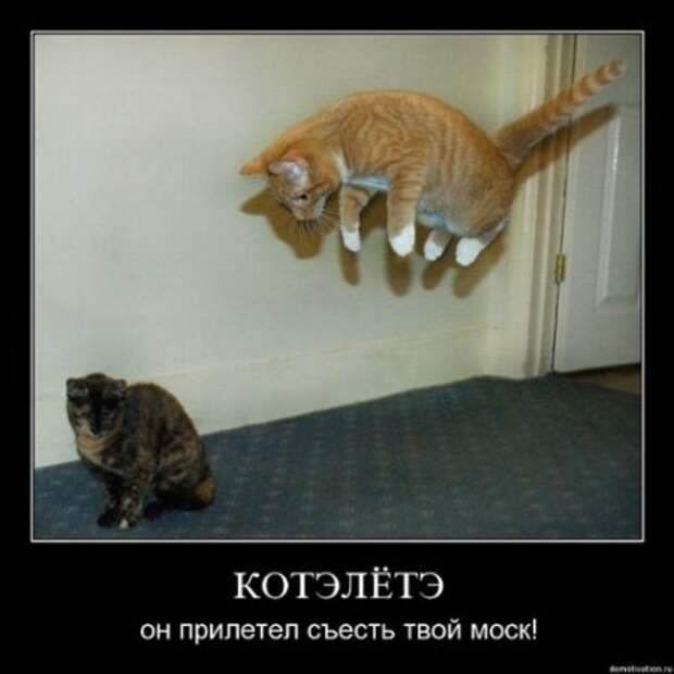 Демотиваторы про котЭ