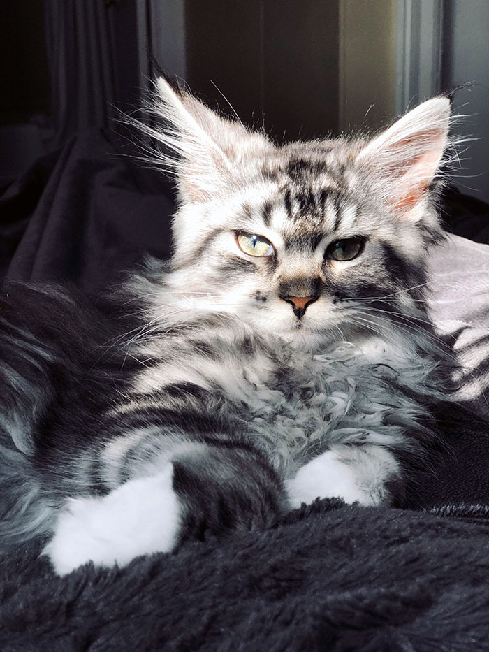 50 котят породы мейн-кун, которые ещё только ждут своего взросления