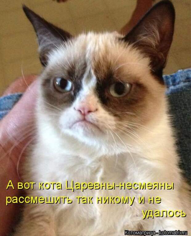 Лучшие котоматрицы недели (50 фото)