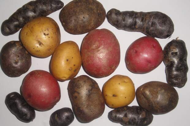 коллекция цветного картофеля 