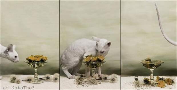 Котонатюрморты II Коты с цветами