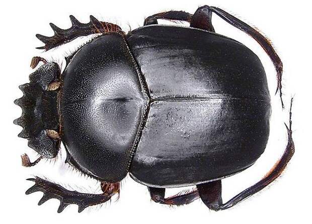 Самые сильные животные мира Жук скарабей (Scarabaeus gangeticus), фото насекомые фотография