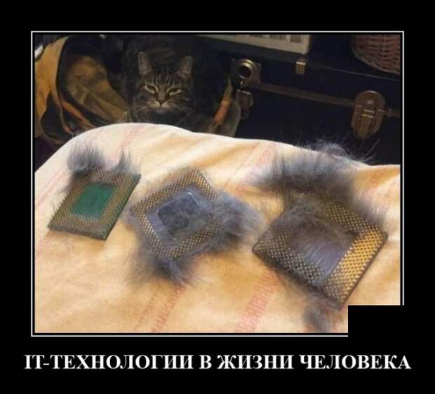 Демотиватор про кота