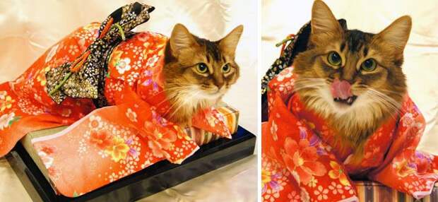 коты в кимоно, Япония