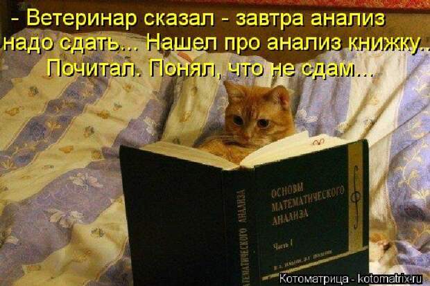 Стих про вредного кота кот, стих, юмор
