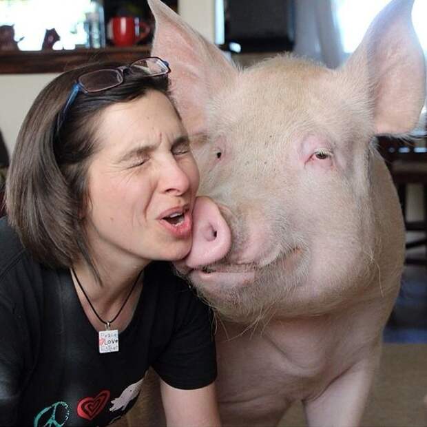 Свинья, выращенная как домашний питомец Instagram, домашнее животное, поросенок, свинья
