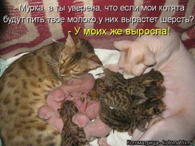 Свежая котоматрица на Бугаге (34 фото)