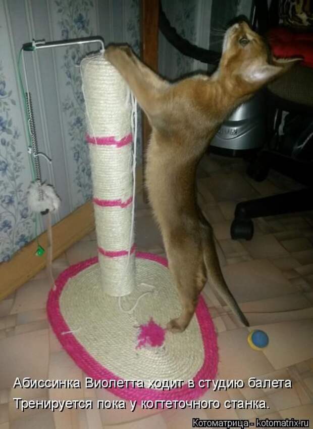 Лучшие котоматрицы недели