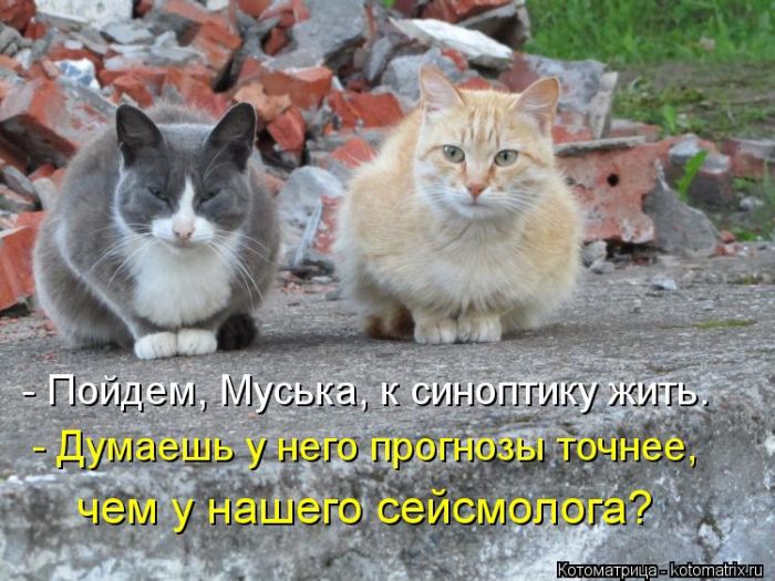 Лучшие котоматрицы недели (50 фото)