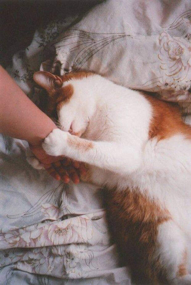 кошачьи лапы
