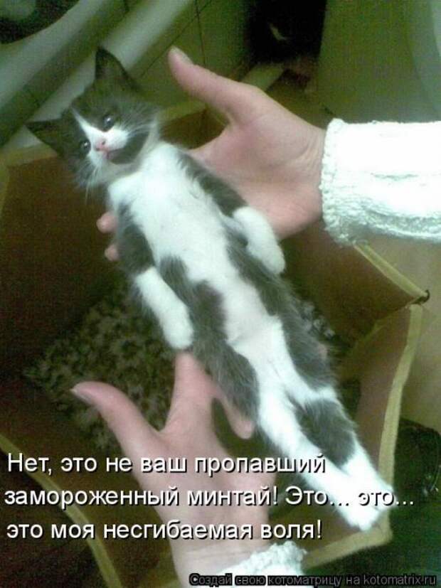 Новая котоматрица на Бугаге (39 фото)