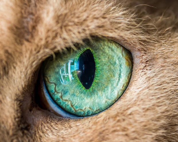 Гипнотизирующие макро фотографии глаз кошек глаза, кошка, макро