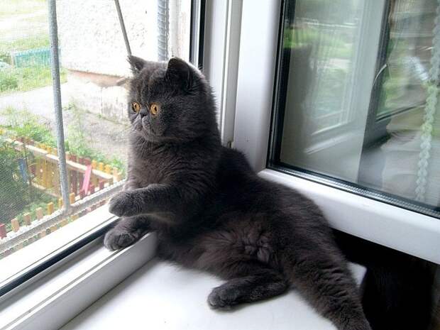 Коты, смотрящие в окно коты, окно, фотографии