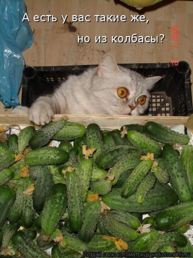 Новая котоматрица на Бугаге (33 фото)