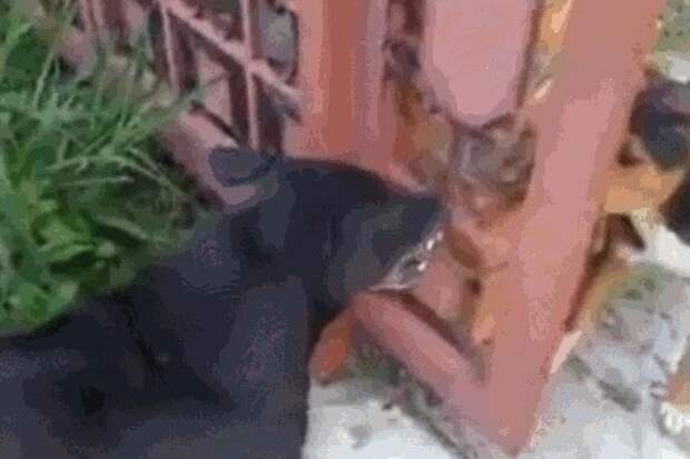 анимация, гифки