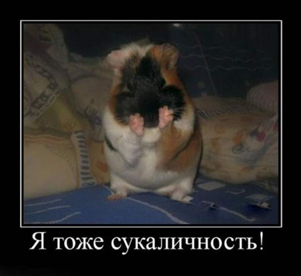 Демотиваторы забавные, новые и только прикольные для вас!