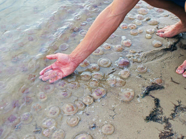 Опасные лунные медузы появились у берегов популярного у россиян курорта Таиланда