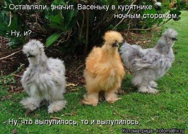 Сборник весёлых котоматриц (35 шт)