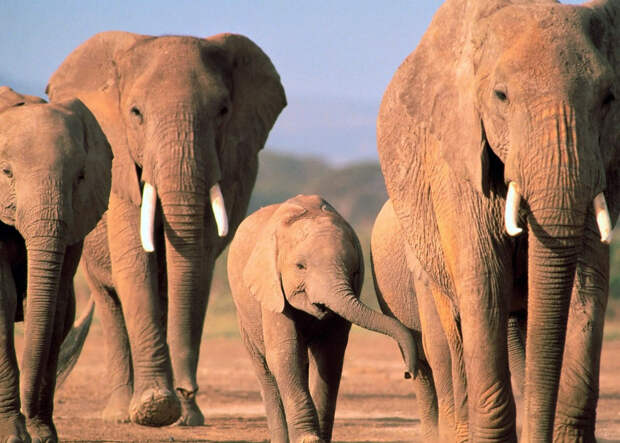 Африканский слон (1,4) животные, интеллект, разум