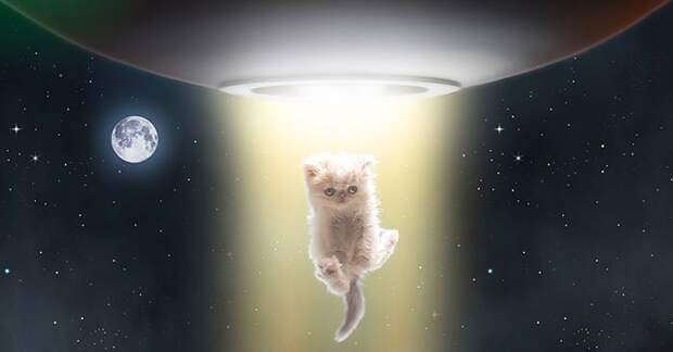 кот наполеон приключения джизес сегура (5)