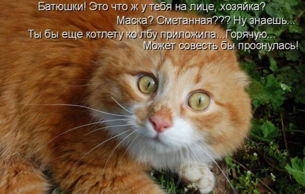 Смешные животные из КотоМатрицы (49 шт.)