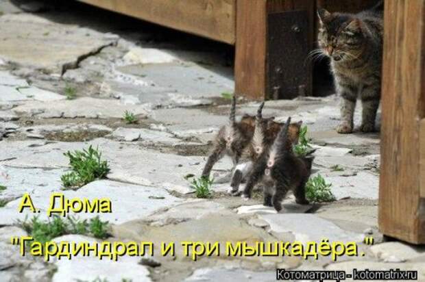 Новая котоматрица для всех (23 фото)