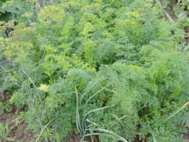 Посадка моркови под зиму посадка моркови под зиму