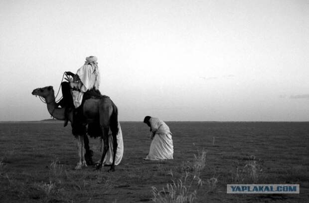 Туареги: жизнь при матриархате