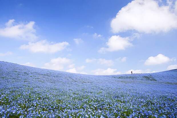 Потрясающие голубые поля в японском парке Хитати