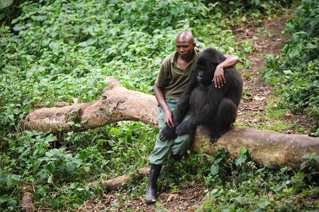 Это фото никого не оставит равнодушным! Человек пытается утешить гориллу, которая потеряла маму