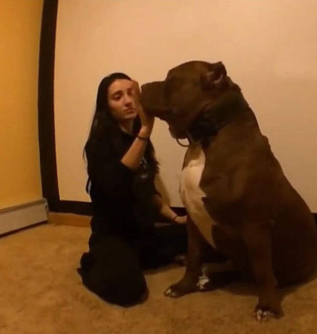 Самый крупный питбуль в мире Самый крупный питбуль в мире питбуль, халк