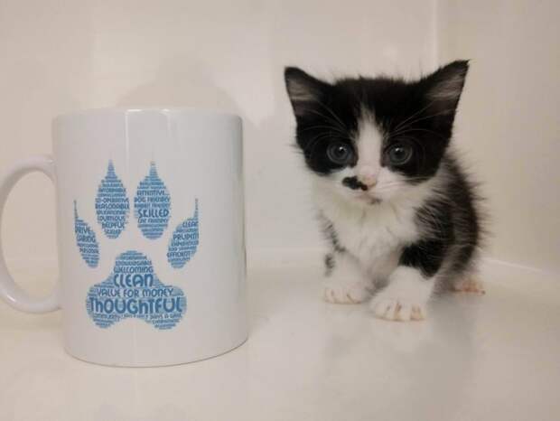 http://goodnewsanimal.ru/_nw/70/s35021432.jpg