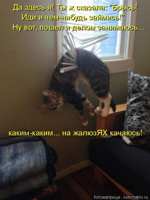 Свежий сборник котоматриц (34 шт)