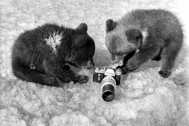 Мишки рекламируют фотоаппарат "Зенит-3М" история, ретро, фото