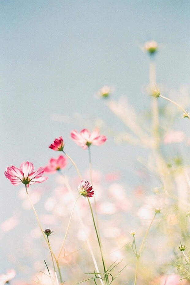 7a22258af72c64cbcf0327b950e18fde_b (466x700, 298Kb)