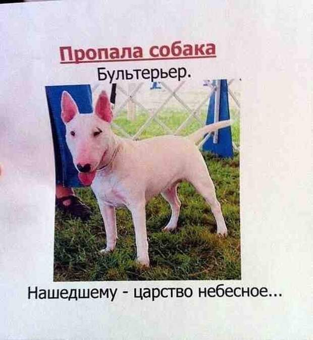 Забавные объявления о пропаже домашних животных (25 фото) 