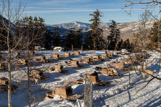 Ездовые собаки на горнолыжном курорте Aspen Snowmass