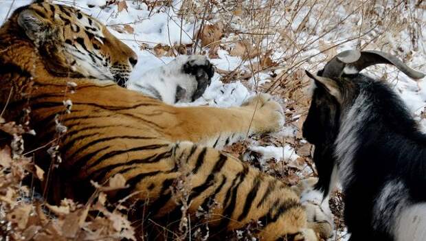 В Приморском Сафари-парке амурский тигр подружился с козлом В Приморском Сафари-парке амурский тигр подружился с козлом