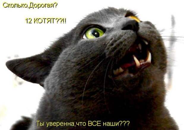 Кото матрица 7