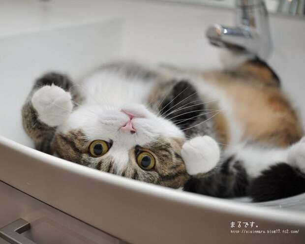 Японски кот Мару