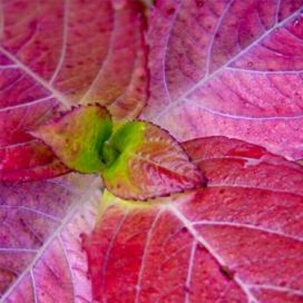 Гортензия крупнолистная (Hydrangea macrophylla)